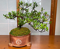 吉川良一「焼締盆栽鉢」径25.0高13.0cm
